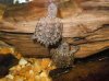 florida snapping turtles.jpg