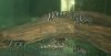 emperor flash pleco 204.jpg emperor flash pleco 204.jpg