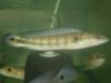 crenicichla lenticulata.jpg