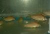 corydoras red laser.jpg