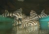 chocolate zebra L270.jpg chocolate zebra L270.jpg