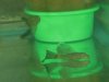 chocolate longfin ancistrus.jpg