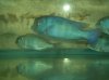 blue dolphins.jpg blue dolphins.jpg