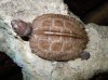 asian giant wood turtle hatchling.jpg asian giant wood turtle hatchling.jpg