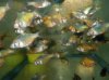 green tiger barbs.jpg