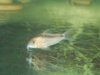 corydoras raubati.jpg