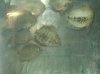 uaru cichlid.jpg uaru cichlid.jpg