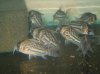 swartzi cory.jpg