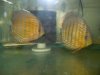 semi royal blue discus.jpg semi royal blue discus.jpg