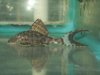 papa pleco 090.jpg