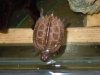 giant asian wood turtle.jpg