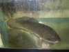 bowfin.jpg bowfin.jpg