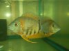 red headed severums.jpg