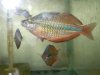 goyder river rainbow.jpg