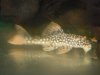 gold pleco.jpg