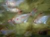 bleeding heart tetra.jpg