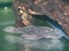 white spot ancistrus L184.jpg white spot ancistrus L184.jpg
