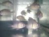geophagus sp..jpg geophagus sp..jpg