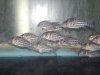 corydoras sp..jpg corydoras sp..jpg