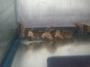 bumble bee cat yel;low.jpg