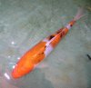 Sanke japanesee koi.jpg