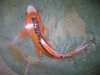 LF Red Sushui japanesee koi.jpg