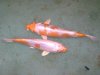 Kikusui japanesee koi.jpg Kikusui japanesee koi.jpg
