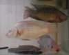 rays and tilapia3.jpg