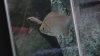 cichlid 129.jpg