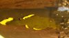 Fish 308.jpg