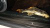 Fish 323.jpg