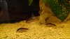 fish 145.jpg