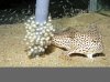 hand fish nest.jpg