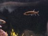 fish 671.jpg