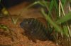 mystery cichlid2.jpg