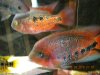 slowfishpics 061.JPG