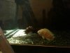 peaches with norbert.jpg