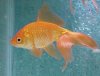 goldfish.jpg