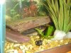 Fish 032.jpg