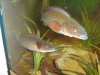 Fish 005.jpg