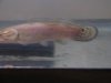 Fish 001 (Medium).jpg