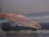 Fish 006 (Medium).jpg