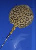 stingray30.jpg
