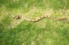 holiday and animals 378.jpg