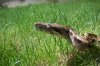 holiday and animals 379.jpg