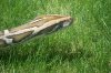 holiday and animals 387.jpg