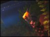 koi female.jpg