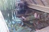 IMAG0086.jpg