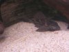 sailfin.jpg