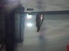 Dwarf Gourami.jpg